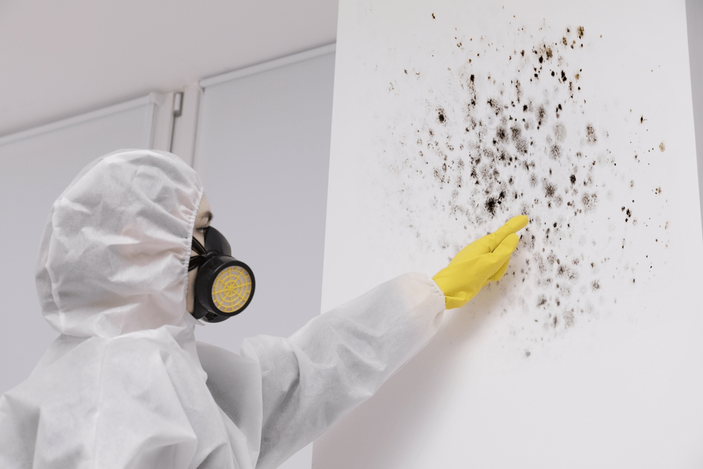 How to Get Rid of Black Mold - mold remediation in new orleans - nola legacy